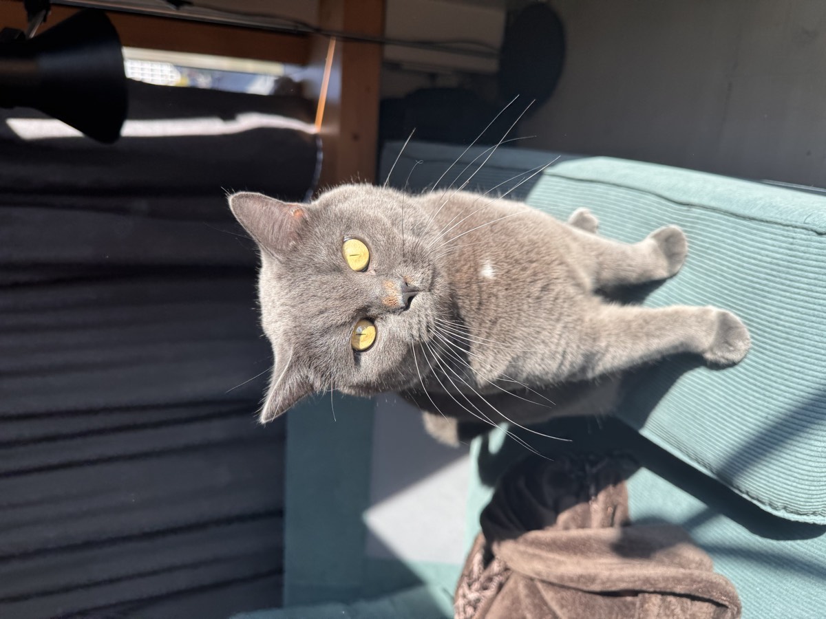 Juno, ein dunkelgrauer Kater mit bernsteinfarbenen Augen